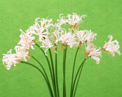 Tapeta Nature Flowers 268.jpg